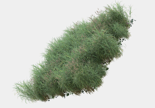 Дикая трава с цветами изолированы на сером фоне. 3D рендеринг - иллюстрация