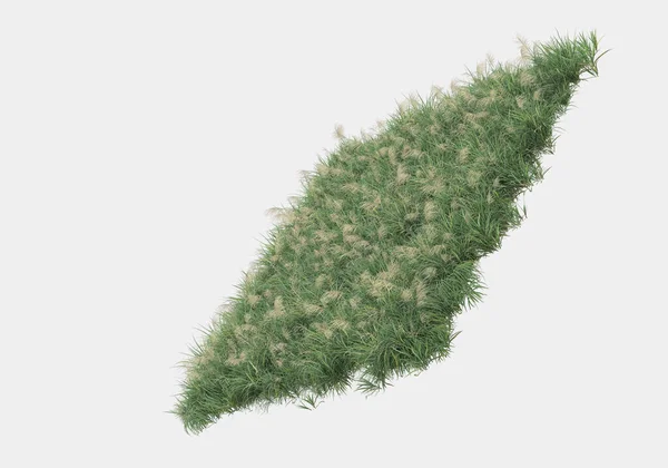 Wild Grass Flowers Isolated Grey Background Rendering Illustration — Stock Photo, Image