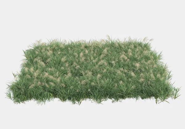 Wild Grass Flowers Isolated Grey Background Rendering Illustration — Stock Photo, Image