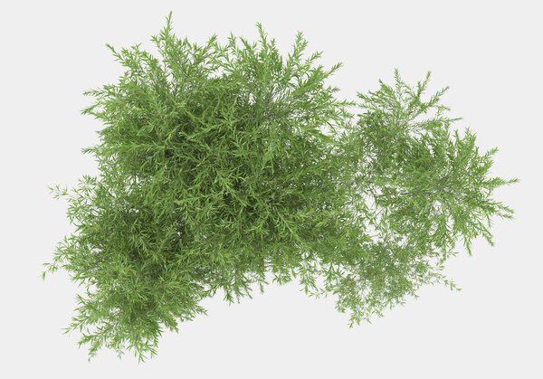 Дикая трава с цветами изолированы на сером фоне. 3D рендеринг - иллюстрация