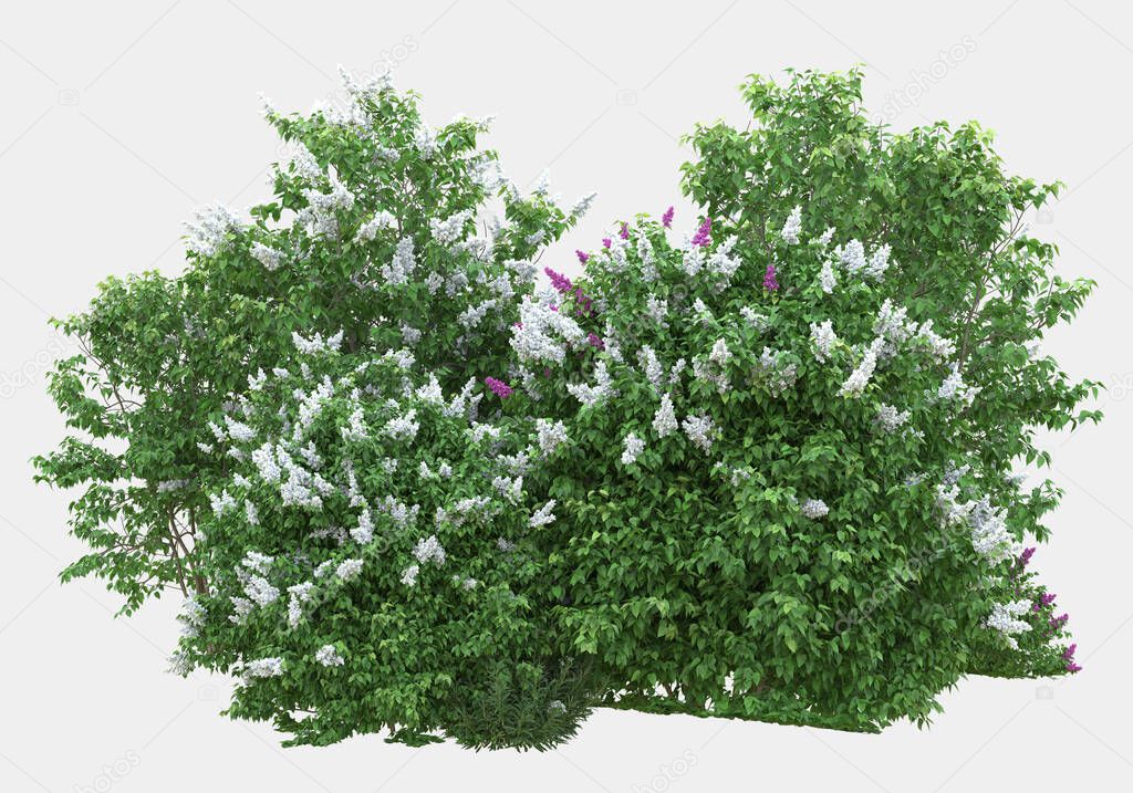 Wild grass with flowers isolated on grey background. 3d rendering - illustration