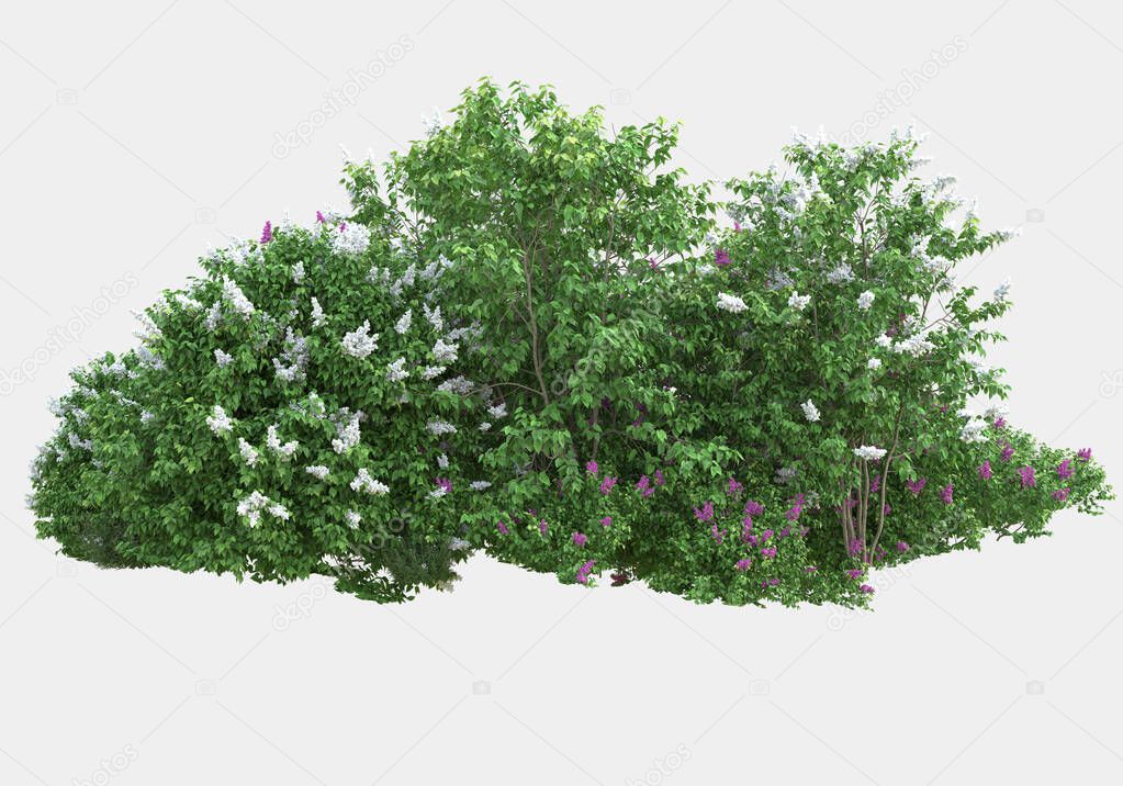 Wild grass with flowers isolated on grey background. 3d rendering - illustration