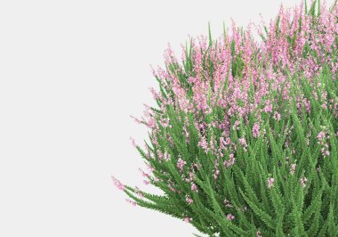 Gri arka planda yalnız kalmış çiçekli yabani çalılar. 3d görüntüleme - illüstrasyon
