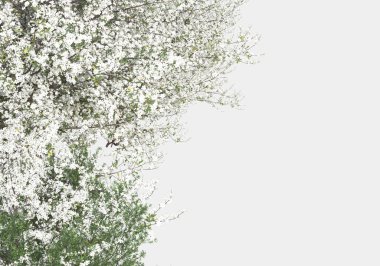 Gri arka planda izole edilmiş fotoğraf manipülasyonu için yeşillik. 3d görüntüleme - illüstrasyon