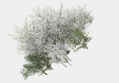 Gri arka planda yalnız kalmış çiçekli yabani çalılar. 3d görüntüleme - illüstrasyon