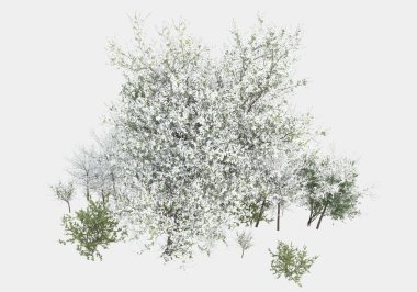 Gri arka planda yalnız kalmış çiçekli yabani çalılar. 3d görüntüleme - illüstrasyon