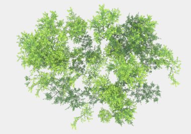 Dağdan gelen yabani otlar gri arka planda izole edilmiş. 3d görüntüleme - illüstrasyon