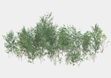 Dağdan gelen yabani otlar gri arka planda izole edilmiş. 3d görüntüleme - illüstrasyon