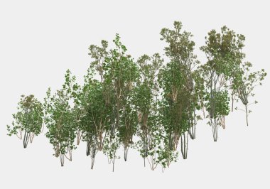 Dağdan gelen yabani otlar gri arka planda izole edilmiş. 3d görüntüleme - illüstrasyon