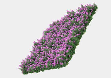 Dekoratif park ve bahçe bitkileri gri arka planda izole edilmiş. 3d görüntüleme - illüstrasyon