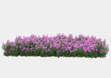 Dekoratif park ve bahçe bitkileri gri arka planda izole edilmiş. 3d görüntüleme - illüstrasyon