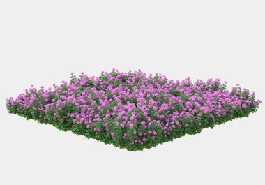 Dekoratif park ve bahçe bitkileri gri arka planda izole edilmiş. 3d görüntüleme - illüstrasyon