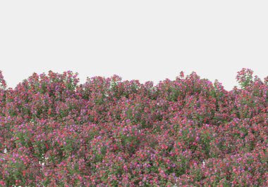 Dekoratif park ve bahçe bitkileri gri arka planda izole edilmiş. 3d görüntüleme - illüstrasyon