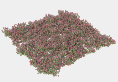 Dekoratif park ve bahçe bitkileri gri arka planda izole edilmiş. 3d görüntüleme - illüstrasyon