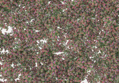 Dekoratif park ve bahçe bitkileri gri arka planda izole edilmiş. 3d görüntüleme - illüstrasyon