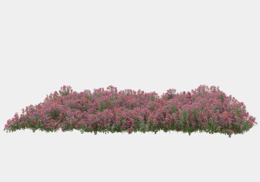 Dekoratif park ve bahçe bitkileri gri arka planda izole edilmiş. 3d görüntüleme - illüstrasyon