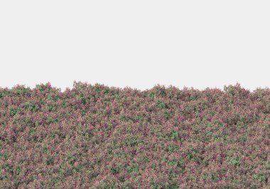 Dekoratif park ve bahçe bitkileri gri arka planda izole edilmiş. 3d görüntüleme - illüstrasyon