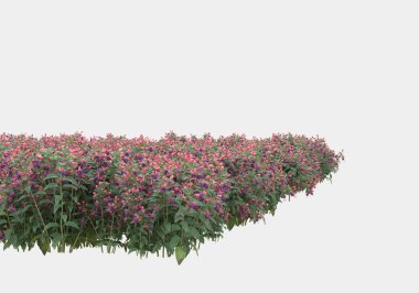 Dekoratif park ve bahçe bitkileri gri arka planda izole edilmiş. 3d görüntüleme - illüstrasyon