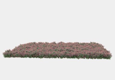 Dekoratif park ve bahçe bitkileri gri arka planda izole edilmiş. 3d görüntüleme - illüstrasyon