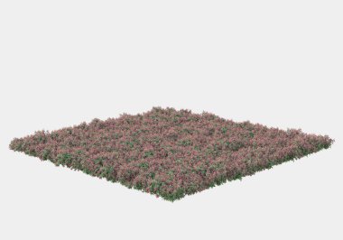 Dekoratif park ve bahçe bitkileri gri arka planda izole edilmiş. 3d görüntüleme - illüstrasyon