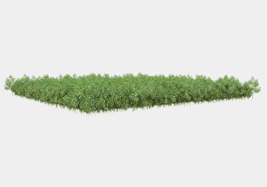 Dekoratif park ve bahçe bitkileri gri arka planda izole edilmiş. 3d görüntüleme - illüstrasyon