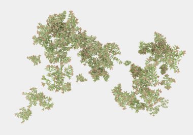 Dekoratif park ve bahçe bitkileri gri arka planda izole edilmiş. 3d görüntüleme - illüstrasyon