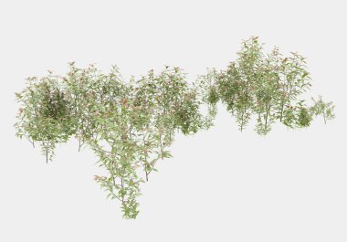 Dekoratif park ve bahçe bitkileri gri arka planda izole edilmiş. 3d görüntüleme - illüstrasyon