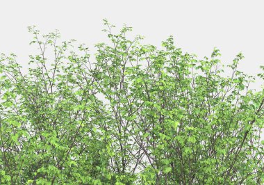 Dekoratif park ve bahçe bitkileri gri arka planda izole edilmiş. 3d görüntüleme - illüstrasyon