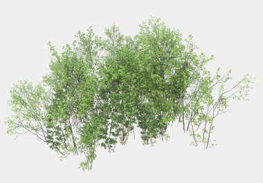 Dekoratif park ve bahçe bitkileri gri arka planda izole edilmiş. 3d görüntüleme - illüstrasyon