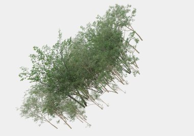 Dekoratif park ve bahçe bitkileri gri arka planda izole edilmiş. 3d görüntüleme - illüstrasyon