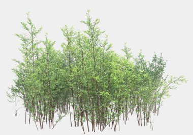 Dekoratif park ve bahçe bitkileri gri arka planda izole edilmiş. 3d görüntüleme - illüstrasyon