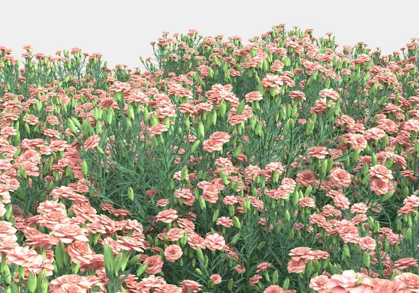 Grön Yta Täckt Med Vilda Gräs Och Blommor Isolerad Grå — Stockfoto