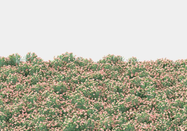 Groene Oppervlak Bedekt Met Wild Gras Bloemen Geïsoleerd Grijze Achtergrond — Stockfoto
