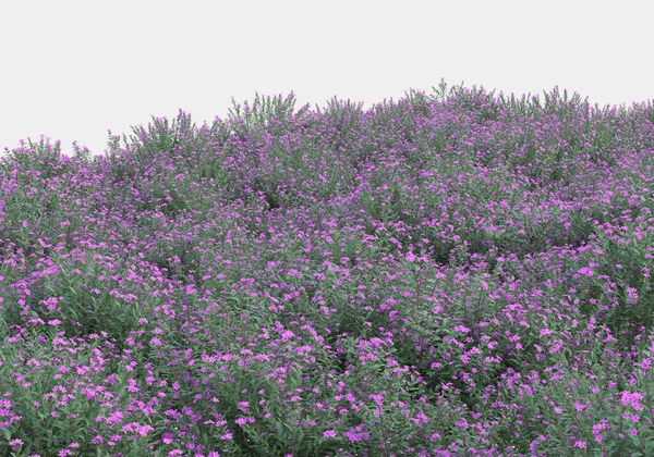 Grønn Overflate Dekket Med Villgress Blomster Isolert Grå Bakgrunn Bannere – stockfoto