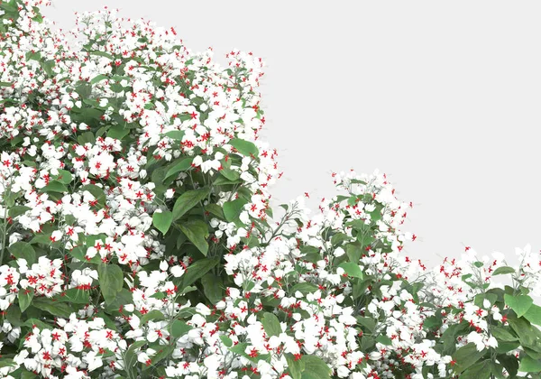 Superfície Verde Coberta Com Grama Selvagem Flores Isoladas Fundo Cinza — Fotografia de Stock