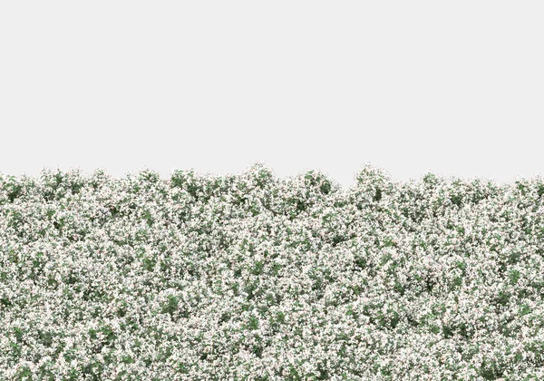 Yeşil yüzey yabani ot ve çiçeklerle kaplıydı. Gri arka planda pankartlar için izole edilmişti. 3d görüntüleme - illüstrasyon