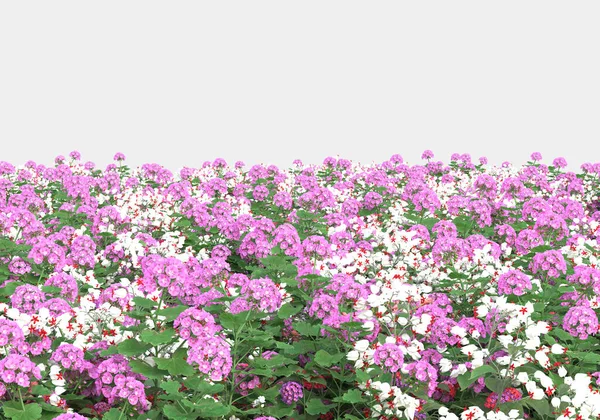 Grön Yta Täckt Med Vilda Gräs Och Blommor Isolerad Grå — Stockfoto