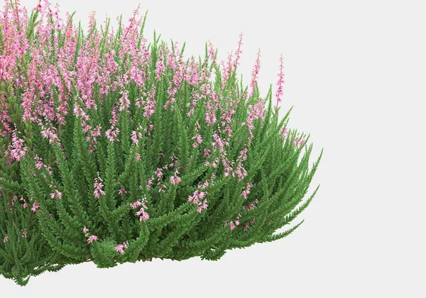 Vild Buske Med Blommor Isolerade Grå Bakgrund Återgivning Illustration — Stockfoto