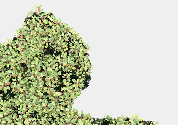 Wild Bush Flowers Isolated Grey Background Rendering Illustration — Stock Photo, Image