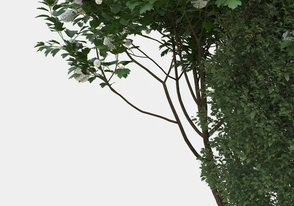Foliage landscape for photo manipulation isolated on grey background. 3d rendering - illustration