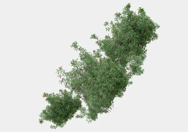 Foliage Landschap Voor Fotomanipulatie Geïsoleerd Grijze Achtergrond Weergave Illustratie — Stockfoto