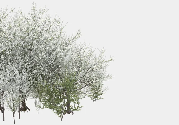 Buisson Sauvage Avec Des Fleurs Isolées Sur Fond Gris Rendu — Photo