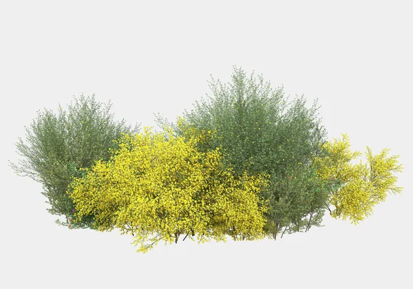 Arbusto Silvestre Con Flores Aisladas Sobre Fondo Gris Representación Ilustración —  Fotos de Stock