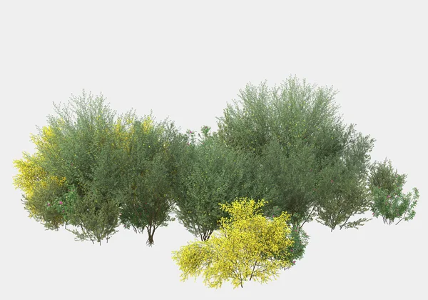 野灌木 花朵在灰色背景上被隔离 3D渲染 — 图库照片