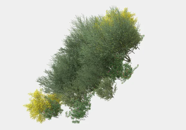 Buisson Sauvage Avec Des Fleurs Isolées Sur Fond Gris Rendu — Photo