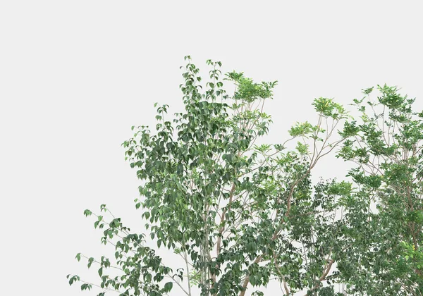 Поле Дикої Трави Гори Ізольовано Сірому Фоні Візуалізація Ілюстрація — стокове фото
