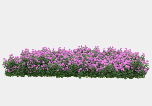 장식용 공원과 식물은 배경에 분리되어 렌더링 — 스톡 사진