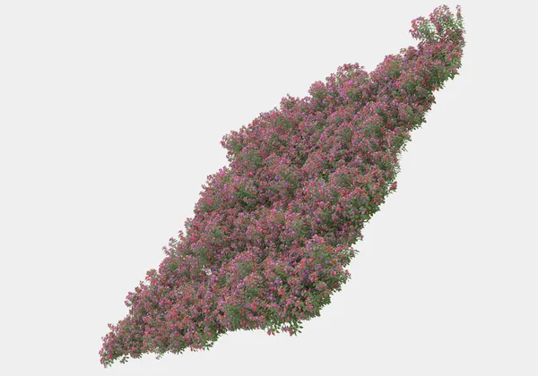 装饰公园和花园植物在灰色背景下隔离 3D渲染 — 图库照片