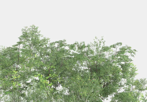 Dekorative Park Und Gartenpflanzen Isoliert Auf Grauem Hintergrund Darstellung Illustration — Stockfoto
