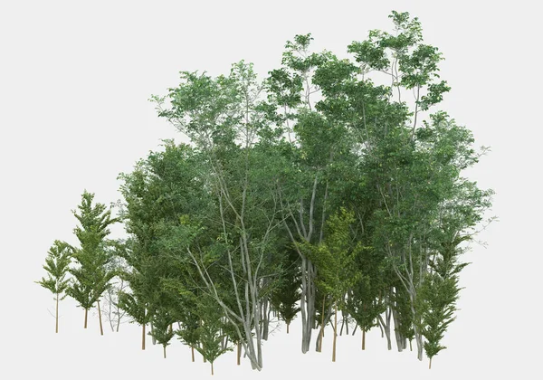 装饰公园和花园植物在灰色背景下隔离 3D渲染 — 图库照片